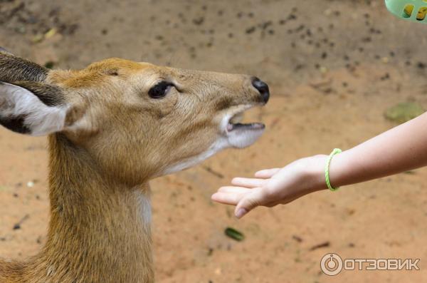 Пятнистый олень в Paradise Park Farm, Самуи