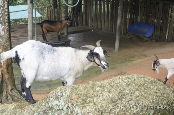 Горные копытные в Paradise Park Farm, Самуи