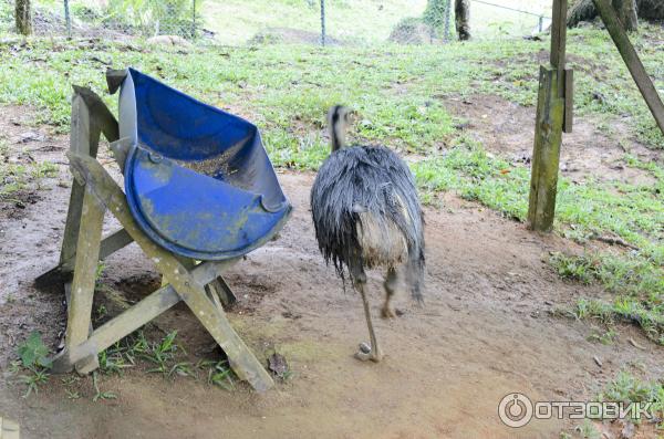 Страус в Paradise Park Farm, Самуи