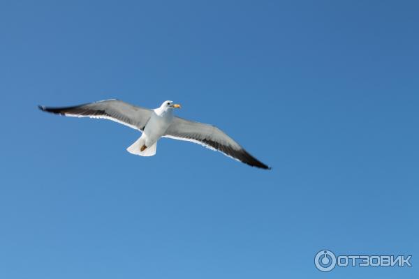 Соловецкие острова (Россия, Архангельская область) фото