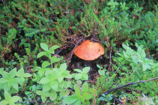 Соловецкие острова (Россия, Архангельская область) фото