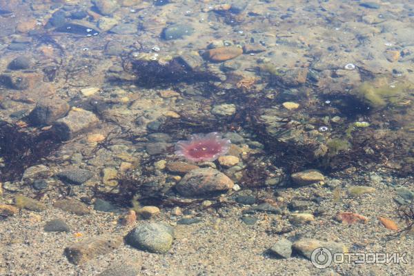 Соловецкие острова (Россия, Архангельская область) фото