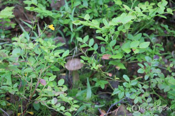 Соловецкие острова (Россия, Архангельская область) фото