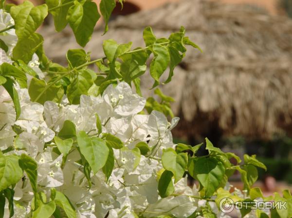 Растительность в отеле Iberotel Makadi Oasis