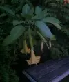 lsh70