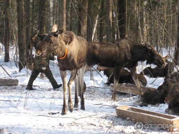 Сумароковская лосиная ферма (Россия, Костромская область) фото