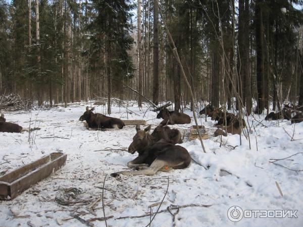 Сумароковская лосиная ферма (Россия, Костромская область) фото