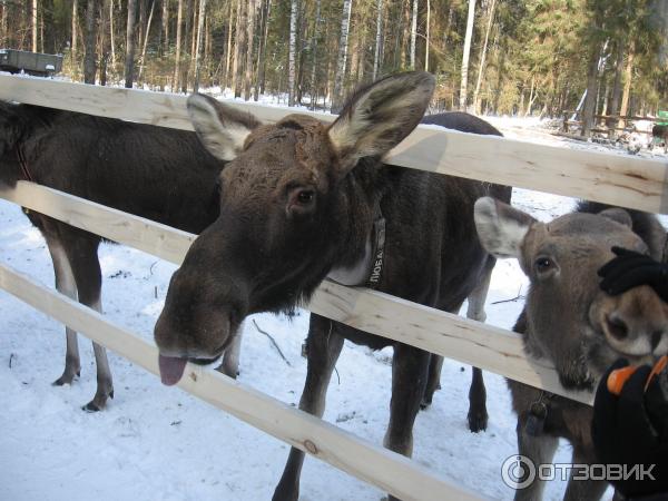 Сумароковская лосиная ферма (Россия, Костромская область) фото