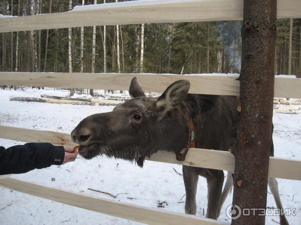 Сумароковская лосиная ферма (Россия, Костромская область) фото