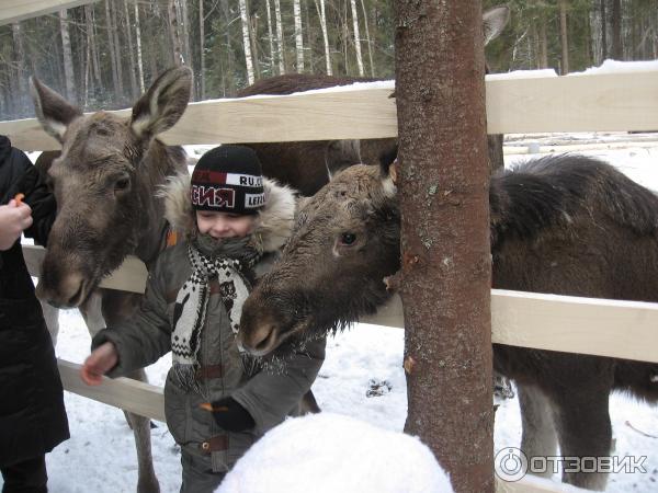 Сумароковская лосиная ферма (Россия, Костромская область) фото