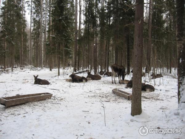 Сумароковская лосиная ферма (Россия, Костромская область) фото