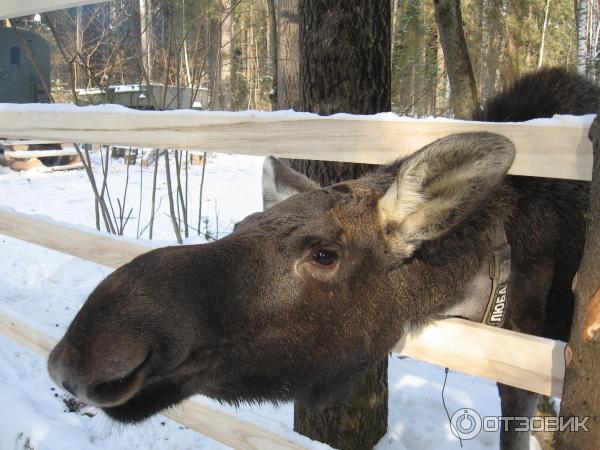 Сумароковская лосиная ферма (Россия, Костромская область) фото