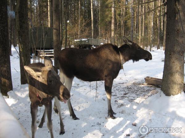 Сумароковская лосиная ферма (Россия, Костромская область) фото