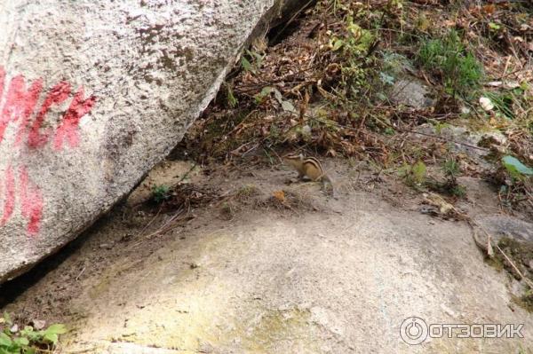 бурундуки в Белокурихе