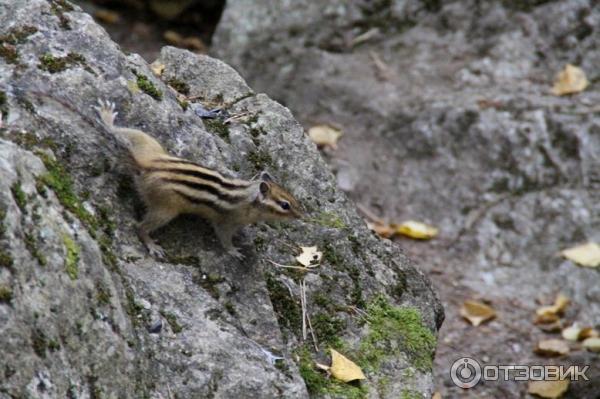 бурундуки в Белокурихе