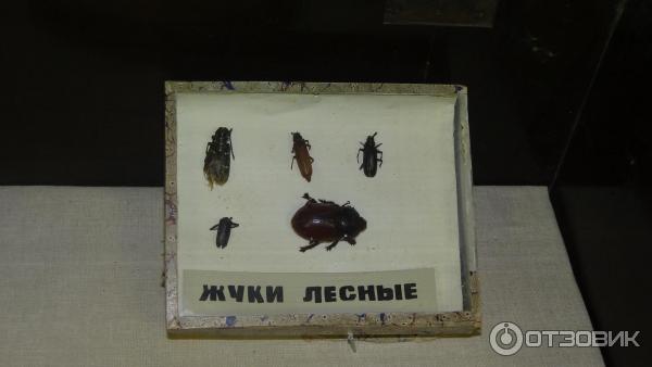 Дом-музей П. А. Кропоткина (Россия, Дмитров) фото