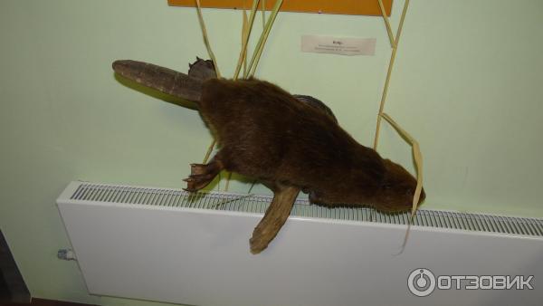 Дом-музей П. А. Кропоткина (Россия, Дмитров) фото