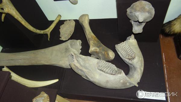 Дом-музей П. А. Кропоткина (Россия, Дмитров) фото