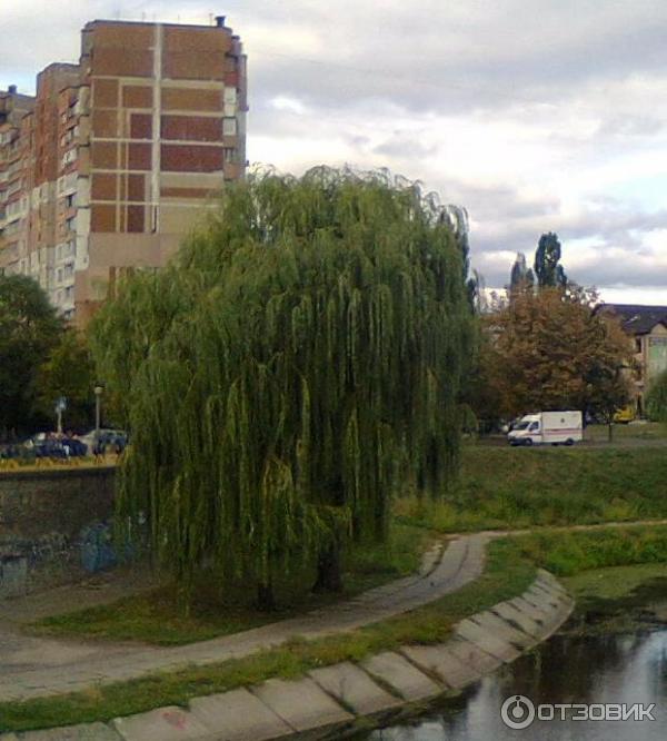 Верба
