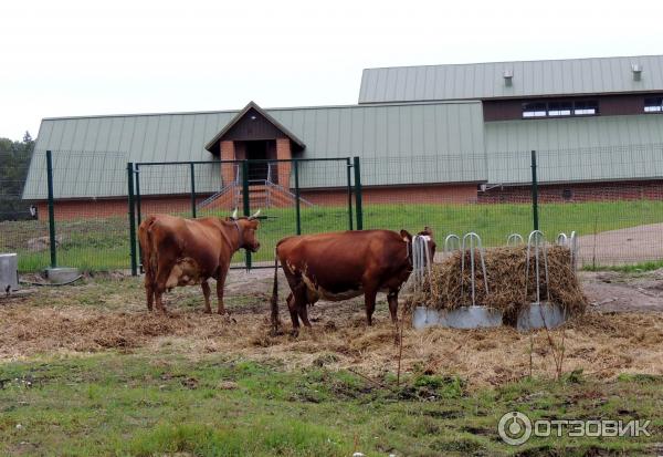 Санкт-Петербург - Валаам - Санкт-Петербург на теплоходе Санкт-Петербург