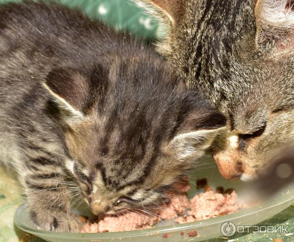 Паштет для котят Royal Canin Babycat Instinctive фото