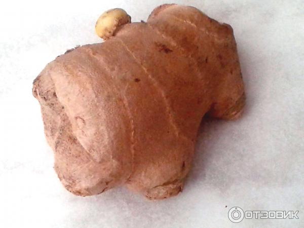 Лекарственные растения Народная медицина Имбирь фото