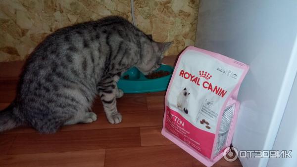 Сухой корм для кошек Royal Canin Kitten фото