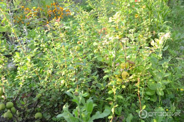 Хеномелис Маулея