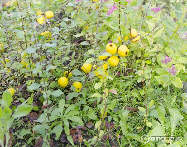 Хеномелис Маулея