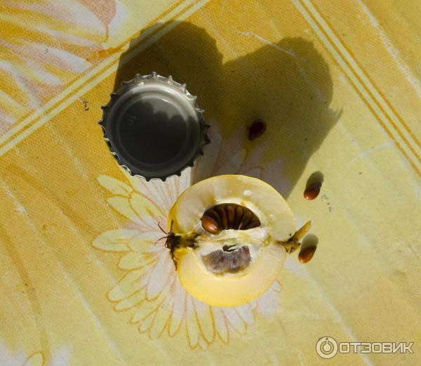 Хеномелис Маулея