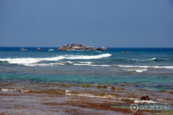 Купание с морскими черепахами в Хиккадуве (Шри Ланка) фото