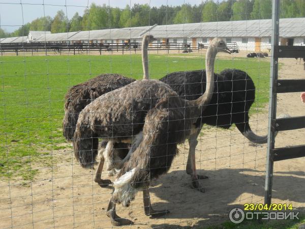 Экскурсия на страусиную ферму (Беларусь, Кобрин) фото