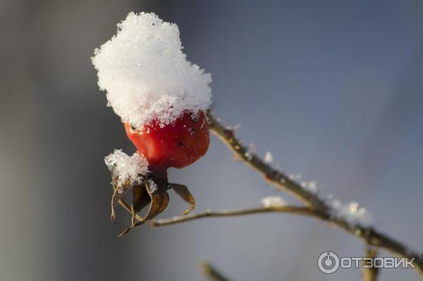 Цифровой зеркальный фотоаппарат Nikon D7000