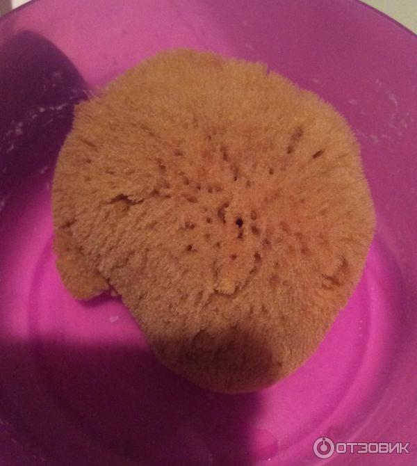 Натуральный спонж с хлопковой губкой. Спонж для лица. Косметические губки для лица. Итальянский натуральный спонж. Натуральный спонж с хлопковой губкой.