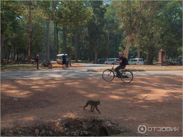 Храмовый комплекс Angkor, Angkor Thom, Bayon Temple (Камбоджа, Сием Рип) фото