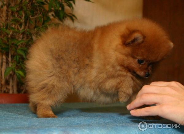 Померанский шпиц грызет мебель