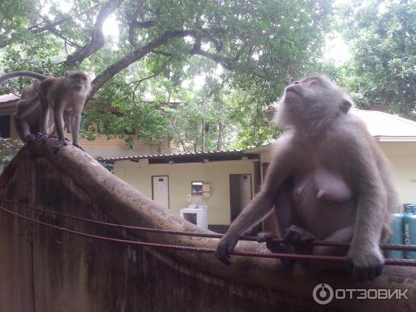 Обезьяны на пляже Phra Nang