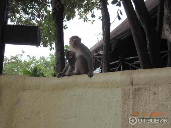 Обезьяны на пляже Phra Nang