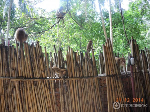 Обезьяны на пляже Phra Nang