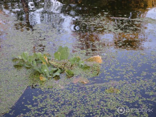 Сплав на байдарках по реке Северский Донец (Украина, Харьковская область) фото