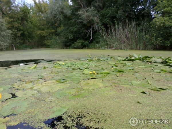 Сплав на байдарках по реке Северский Донец (Украина, Харьковская область) фото