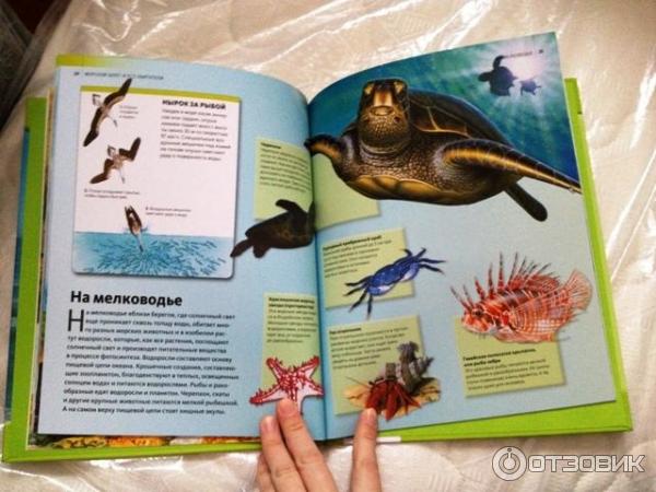 Книга Discovery Education Морской берег и его обитатели - издательство Махаон фото