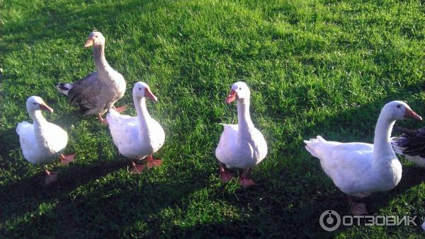 База отдыха Причудье (Россия, Ленинградская область) фото