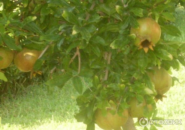 Отдых в поселке Текирова, (Турция) фото