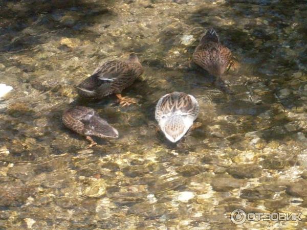 Отдых в поселке Текирова, (Турция) фото
