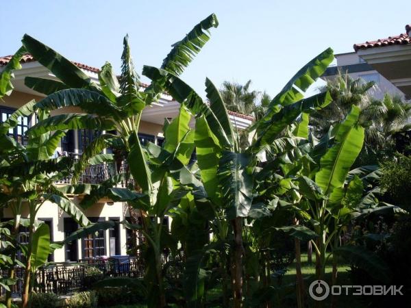 Отдых в поселке Текирова, (Турция) фото