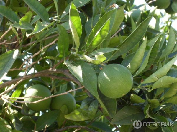 Отдых в поселке Текирова, (Турция) фото