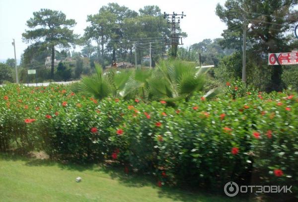 Отдых в поселке Текирова, (Турция) фото