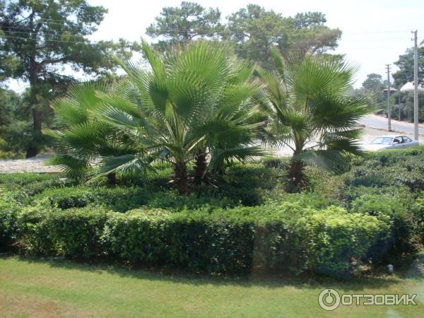 Отдых в поселке Текирова, (Турция) фото