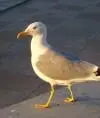 Petrana